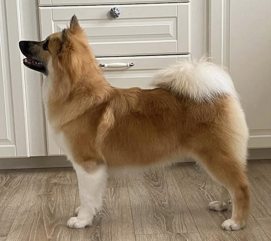Snætinda Fjalla Fold | Icelandic Sheepdog 