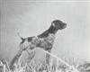 MOESGAARDS RUFFY | German Shorthaired Pointer 