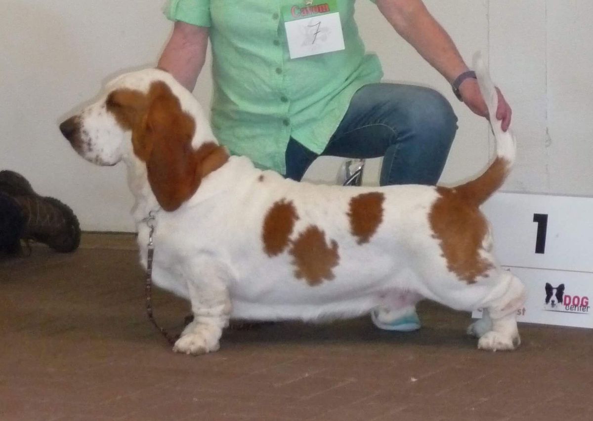 Lennox van Hollandheim | Basset Hound 