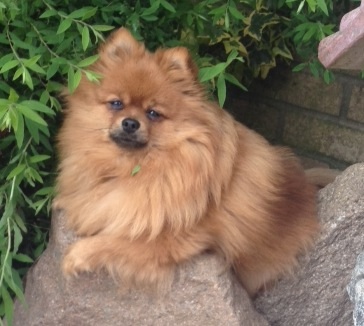 Goldenleas Lola | Pomeranian 