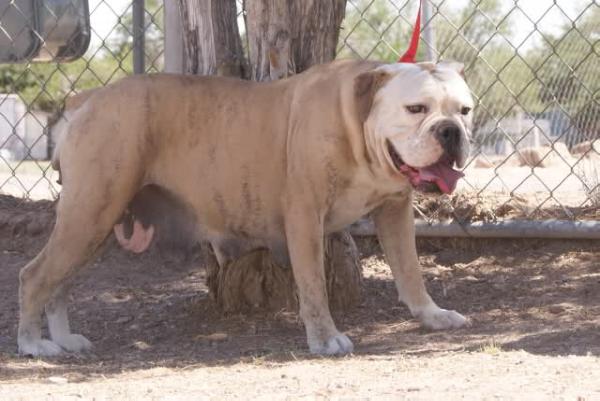 Texas Geez' Wendy | Olde English Bulldogge 