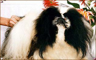 Glemorus danaya | Pekingese 