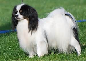 Ianus Von Xenellos Gladness | Papillon 