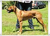 Bukavu-Bawu Gamba | Rhodesian Ridgeback 