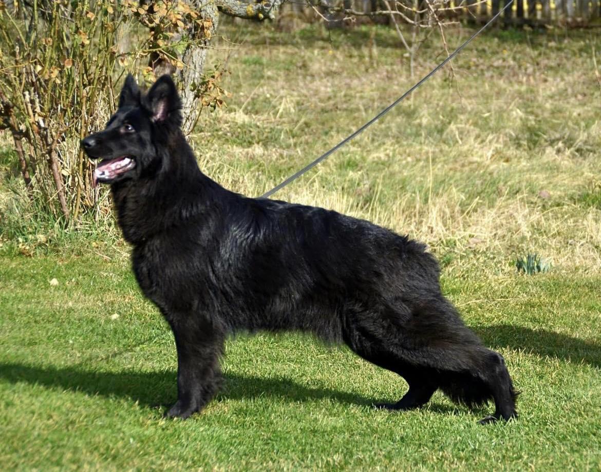 Moda Vom Makibilly | German Shepherd Dog 