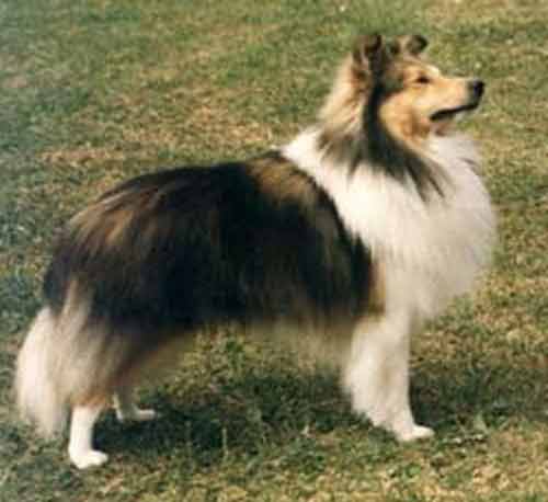 Jazzman of Janetstown | Shetland Sheepdog 