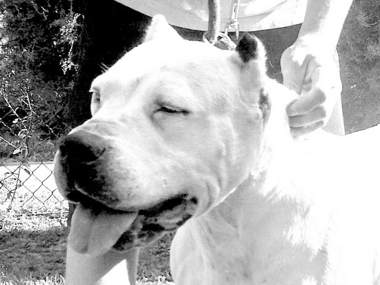 Mora del Talamochita | Argentine Dogo 