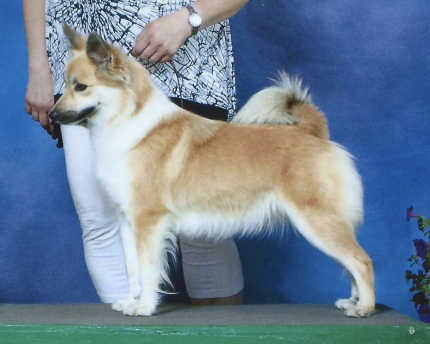 Tri-Star Elly | Icelandic Sheepdog 