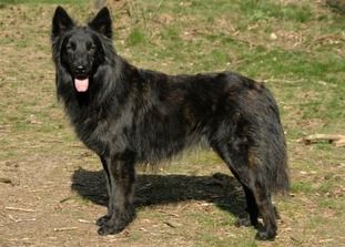 Attis de la Source Du Montet | Dutch Shepherd 