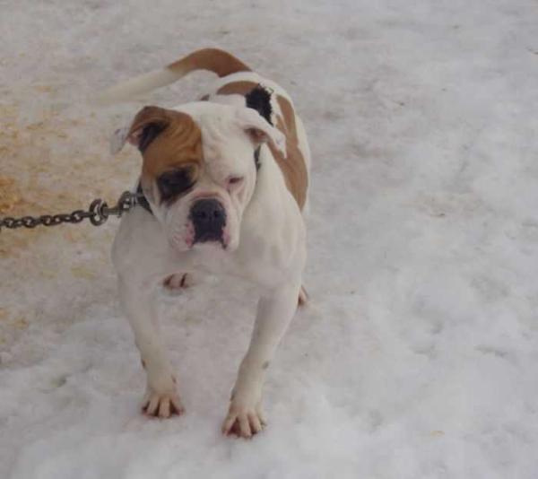 Joseph's Rosie | American Bulldog 