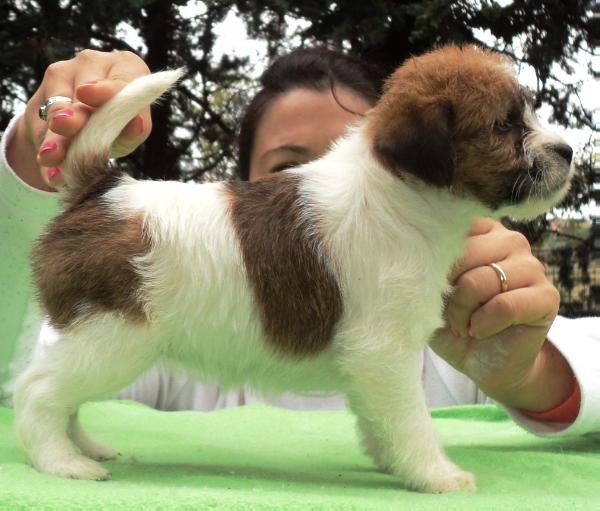 ZAGABRIA OF ROYAL KENNELL | Jack Russell Terrier 