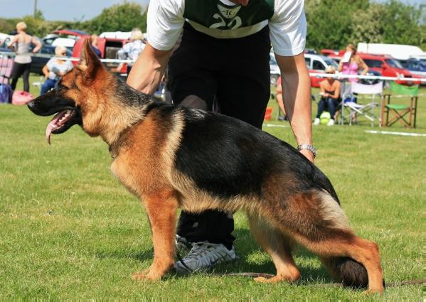 Draycore Zanti | German Shepherd Dog 