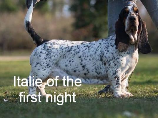 Italie of The First Night | Basset Hound 