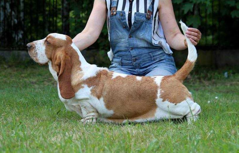 Baltik Show Kantarelle | Basset Hound 