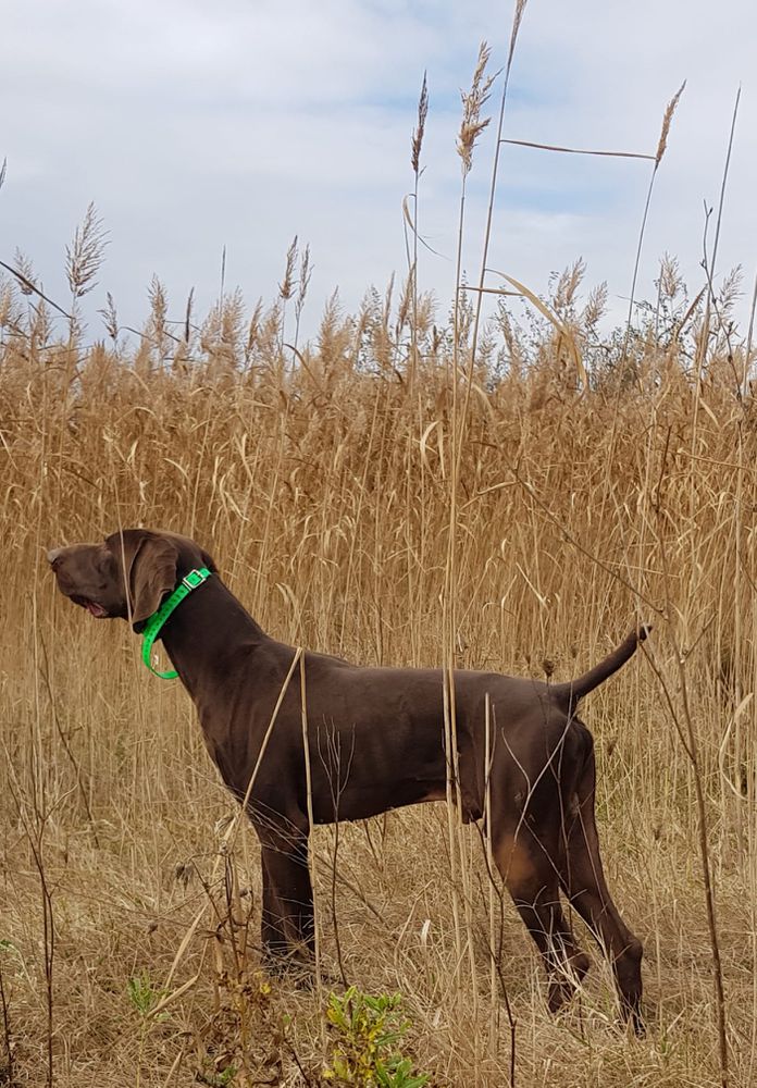 Pradellinensis Cobra | German Shorthaired Pointer 