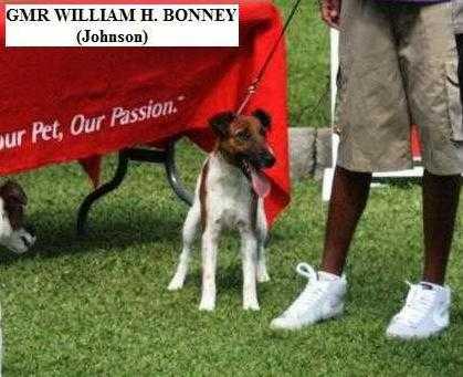 GMR William H. Bonney | Smooth Fox Terrier 