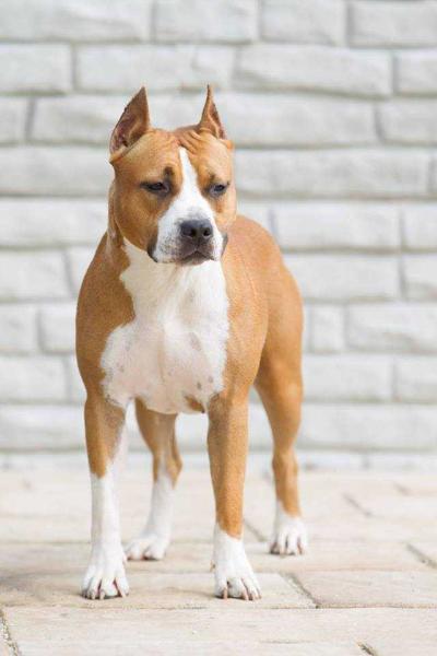 Laki's Pride I Am Princess | American Staffordshire Terrier 