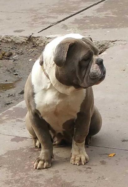 Bahala Na's Charlie Baltimore | Olde English Bulldogge 