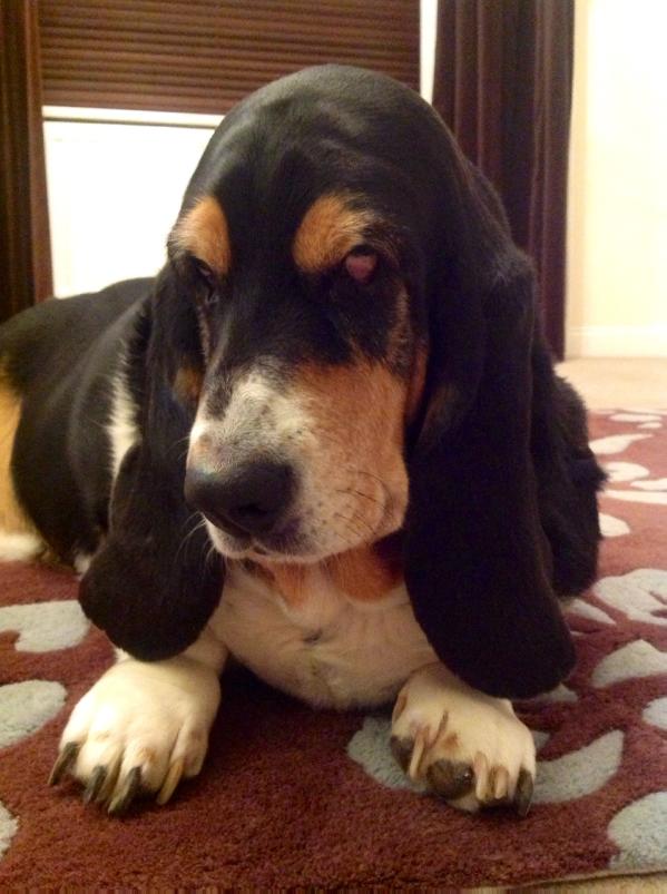 Pawpack Liquorice Allsorts | Basset Hound 