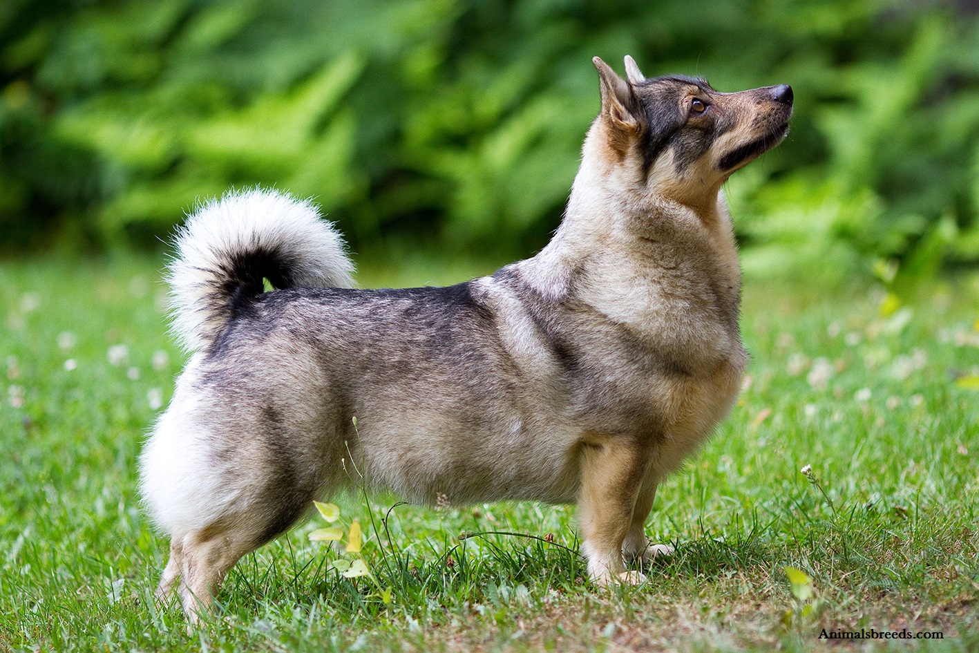 Swedish Vallhund