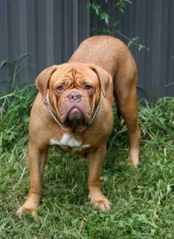Moloscyg Skylah | Dogue de Bordeaux 