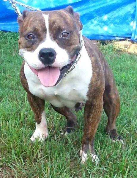 CEK/ELITE MUSCLES QUEEN PIN | American Pit Bull Terrier 