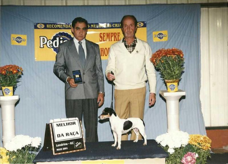 July du Ostende Romany Storm | Jack Russell Terrier 