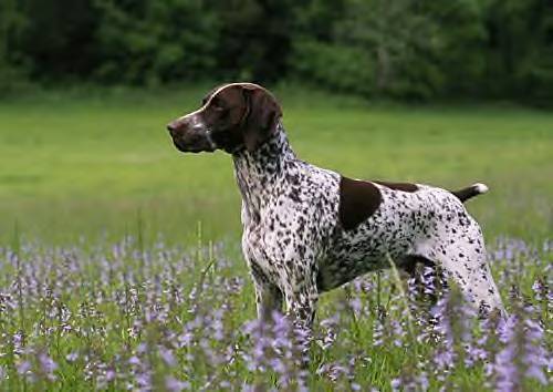 White River's Ziggy Stardust | German Shorthaired Pointer 