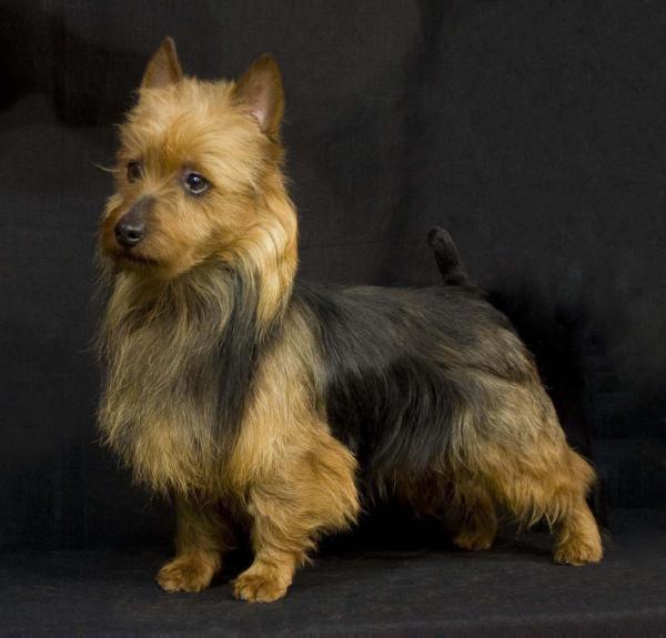 Outbackred Rahna Ezekiel of Marvey | Australian Terrier 