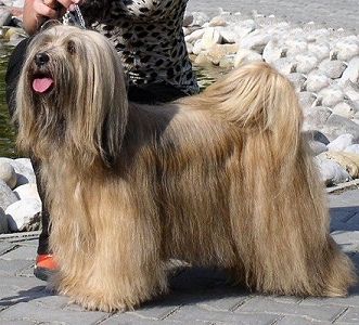 MOCOWODOS X-MODEL XANTHIA | Tibetan Terrier 