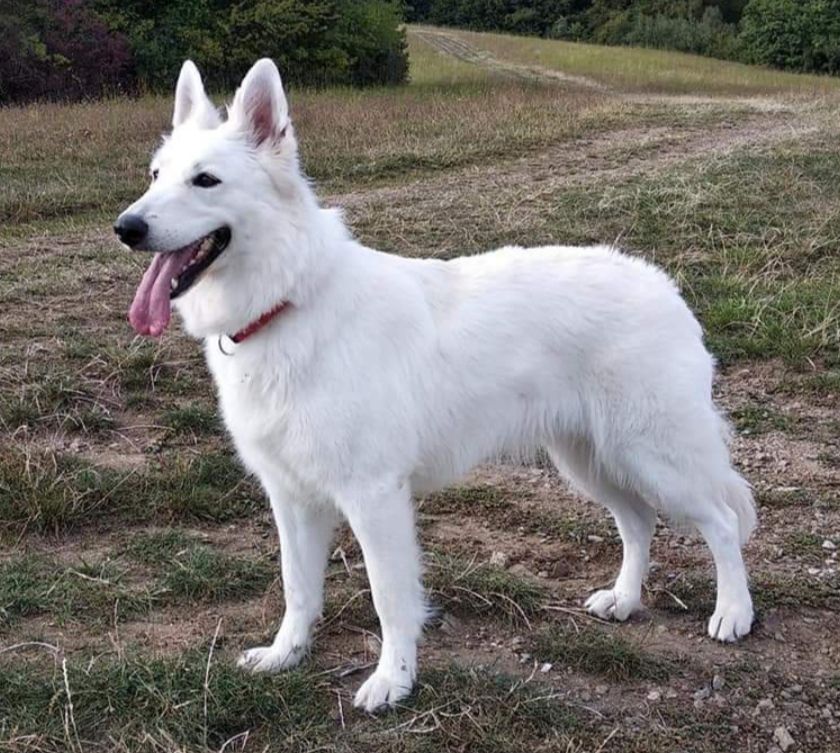 KELLY´S Star z Rance Montara | White Swiss Shepherd Dog 