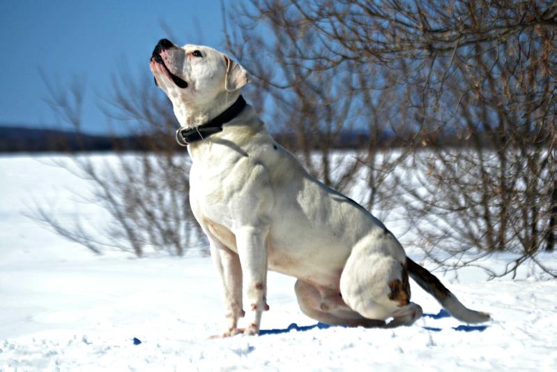 Outkast Bullies / Masterbully's Bark At The Moon of Souza | American Bulldog 