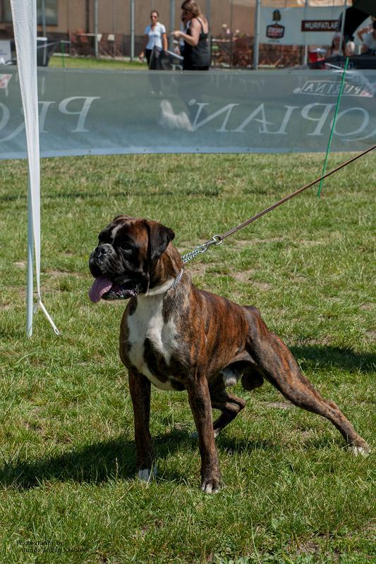 Eridon v St. Bunko | Boxer 