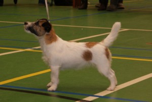 Lemosa Miss Bossy Boots | Jack Russell Terrier 