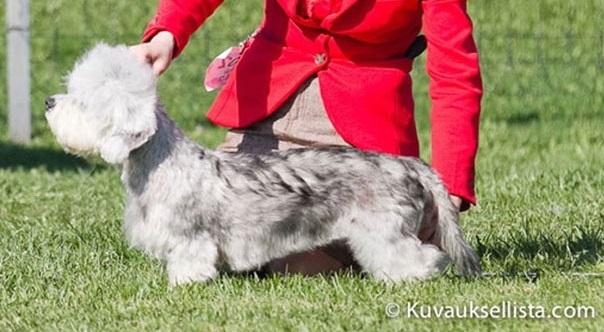 Danchester's Falling Beauty | Dandie Dinmont Terrier 