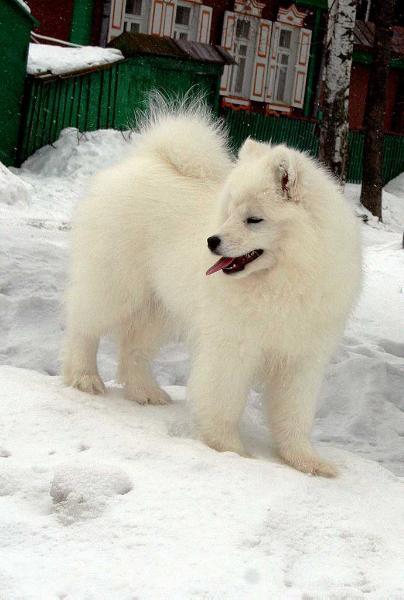 IZDOMASU Hayat | Samoyed 