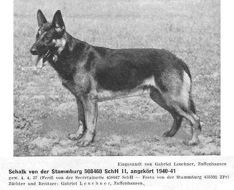 Schalk von der Stammburg | German Shepherd Dog 