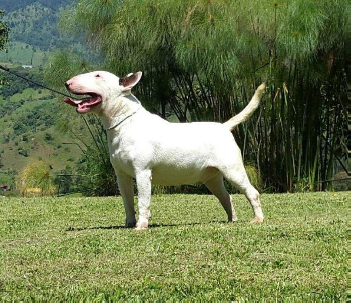 Lord White Ruffian | Bull Terrier 