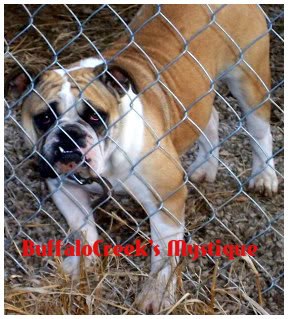 BuffaloCreek's Mystique | Olde English Bulldogge 