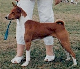 Afrika Moon Over Morocco | Basenji 