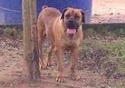 Al Asaad Diaz Le Piona | African Boerboel 