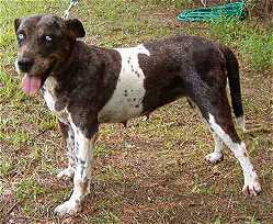 Abney's Greyfeather | Catahoula Leopard Dog 