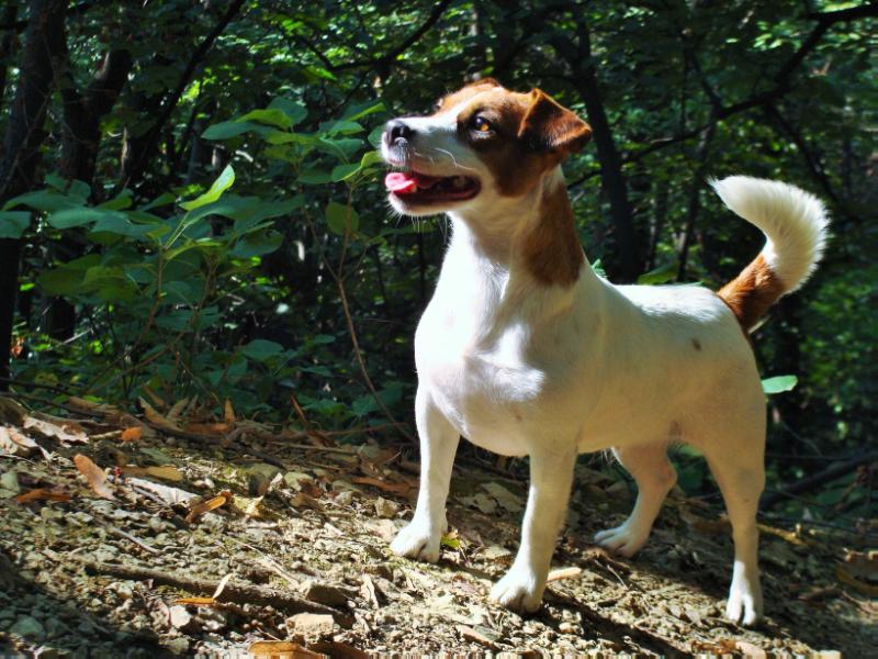 Crazy crys miss serbian princess | Jack Russell Terrier 