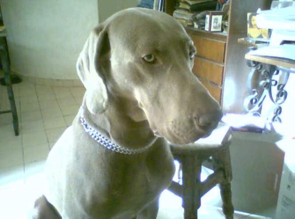 Pegote sholop | Weimaraner 