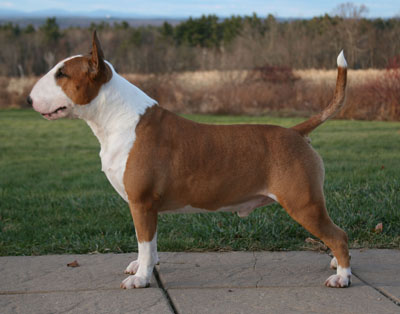 Skyline Defies Dazlin ROM | Bull Terrier 