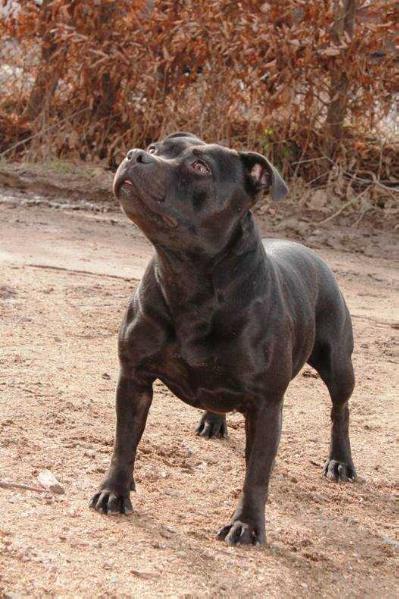 Ducipal Robinia-Princes | Staffordshire Bull Terrier 