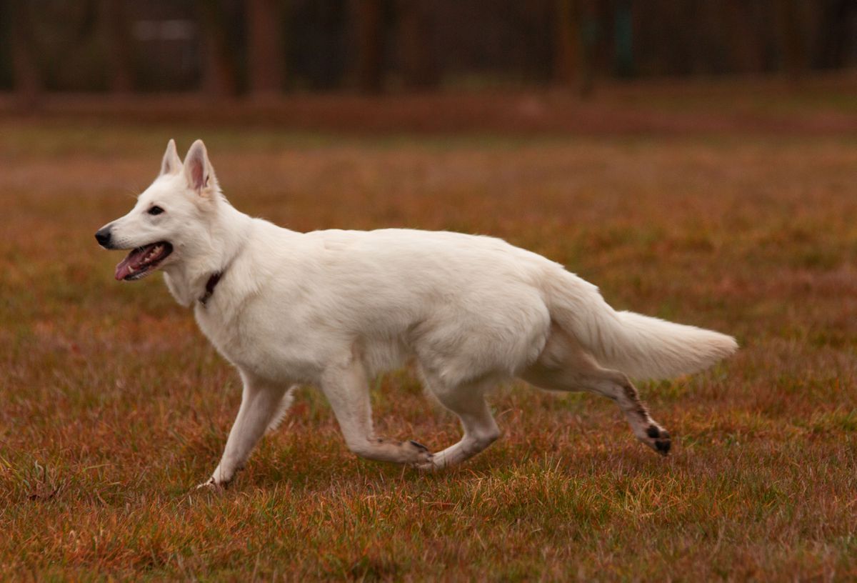 Neverending Tales Hetty Lotte | White Swiss Shepherd Dog 