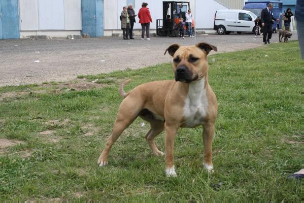 Elya von Den Tao's Wachtern | American Staffordshire Terrier 