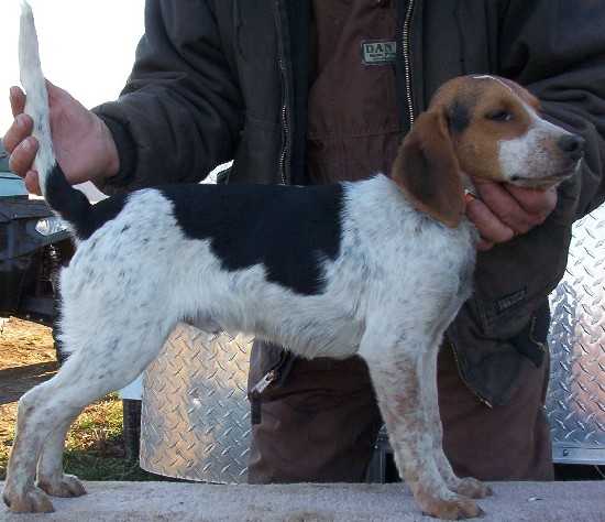 Scrogham's Blue Gator | Beagle 