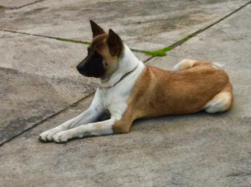 Cory De Middle Of The World | Akita 